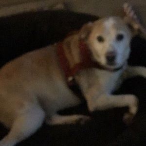 Meet your Posher, Charlotte